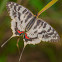 Dragon Swallowtail