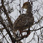 Wild Turkey (Fledgling)