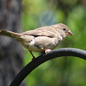 House Sparrow - Female
