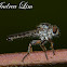 Robber Fly