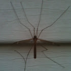 Crane Fly