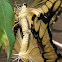 Papilio en apareamiento