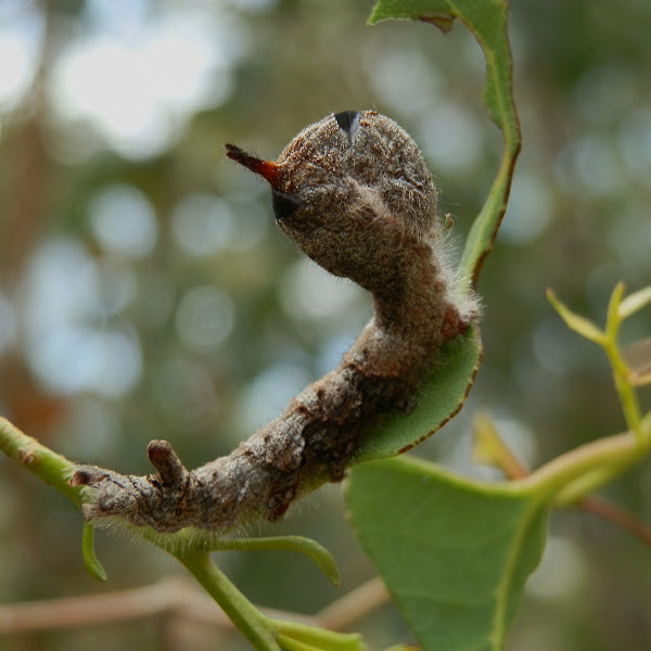 Gum Snout Moth Caterpillar Project Noah