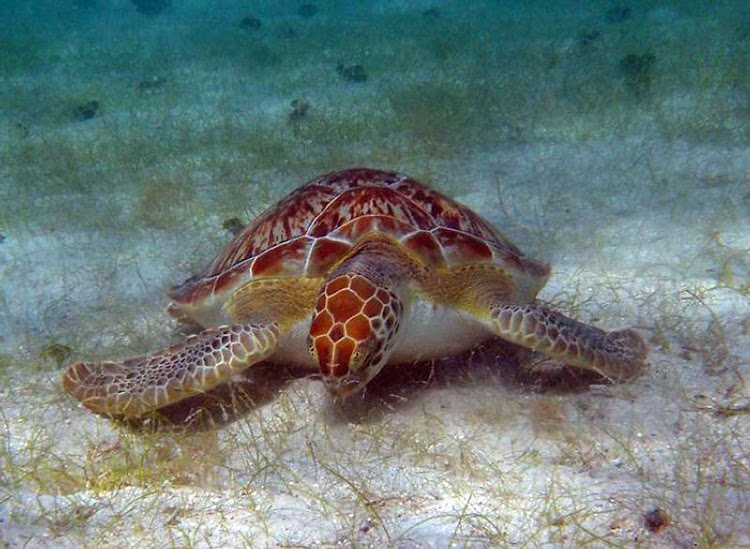 A green turtle grazes on the sea floor in the US Virgin Islands. 