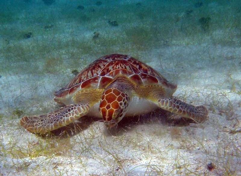 A green turtle grazes on the sea floor in the US Virgin Islands.
