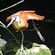 African Jacana