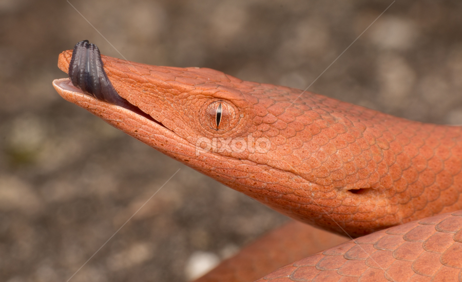 Burtons legless lizard by Michael Duncan - Animals Reptiles
