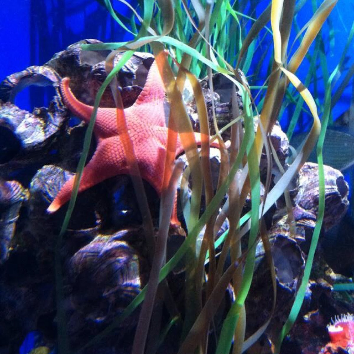 Star fish/Sea star