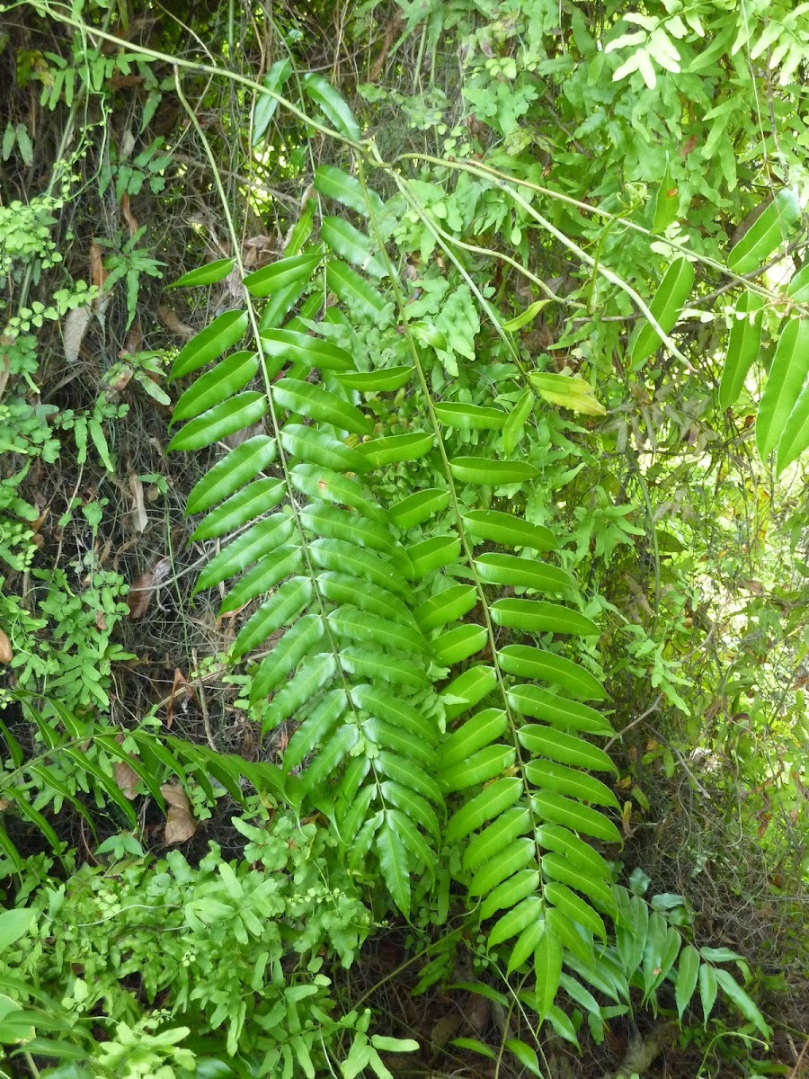 Giant Leather fern/Mangrove fern