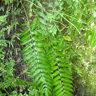 Giant Leather fern/Mangrove fern