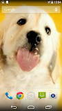 Puppy Licks Screen