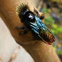 Black carpenter bee