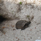 Gopher Tortoise