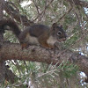 American Red Squirrel