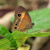 Orange bush-brown butterfly