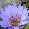 Tropical day-blooming water lily