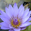 Tropical day-blooming water lily