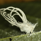 Flatid bug nymph