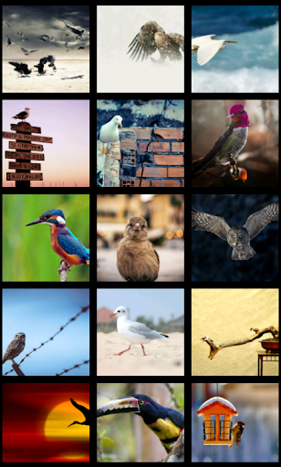 Beautiful Birds HD Wallpapers