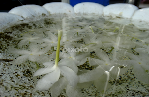 Temple Flowers by Claire O'Donnell -  