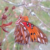 Gulf Fritillary/Passion Butterfly
