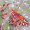 Gulf Fritillary/Passion Butterfly