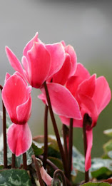 Z Lcd Amoled Flowers Wallpaper poster 1