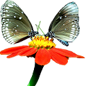 Beauty Widget logo