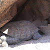 Desert tortoise