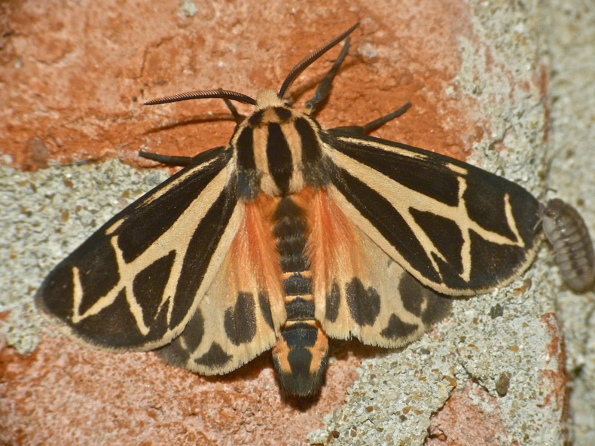 Nais tiger moth (male)