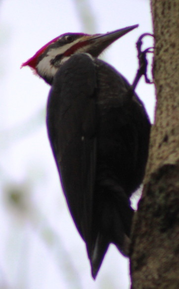 pileated woodpecker