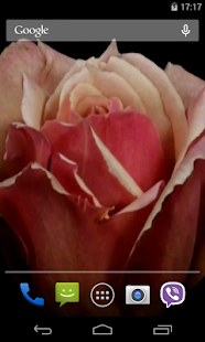 Flowers Video Live Wallpaper(圖4)-速報App