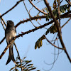 White-bellied Drongo