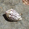 a Cone Snail Shell