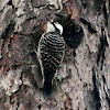 Red-cockaded woodpecker