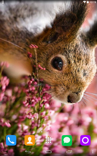 Squirrels Live Wallpaper