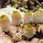 Molle Tunicate