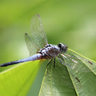 Pond Adjutant Dragonfly