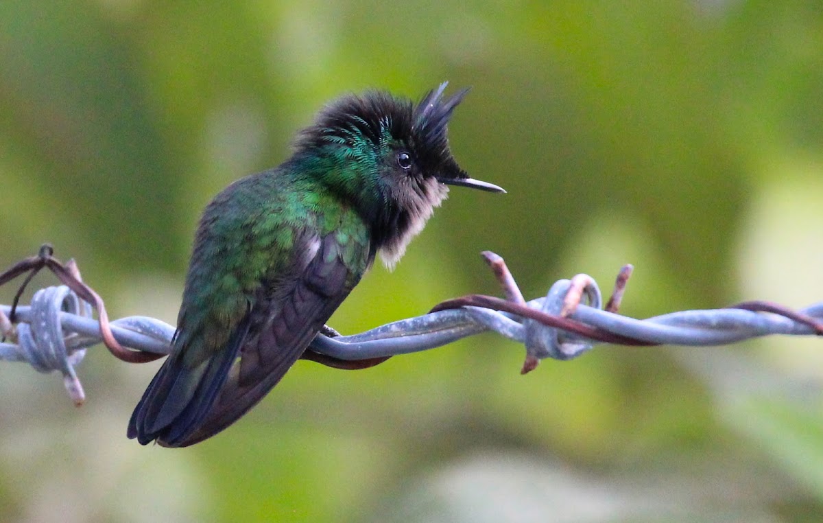 Antillean Crested Hummingbird