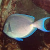Blue Tang Sturgeon Fish