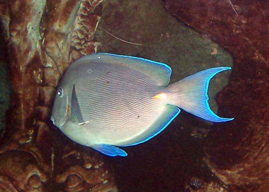 Blue Tang Sturgeon Fish