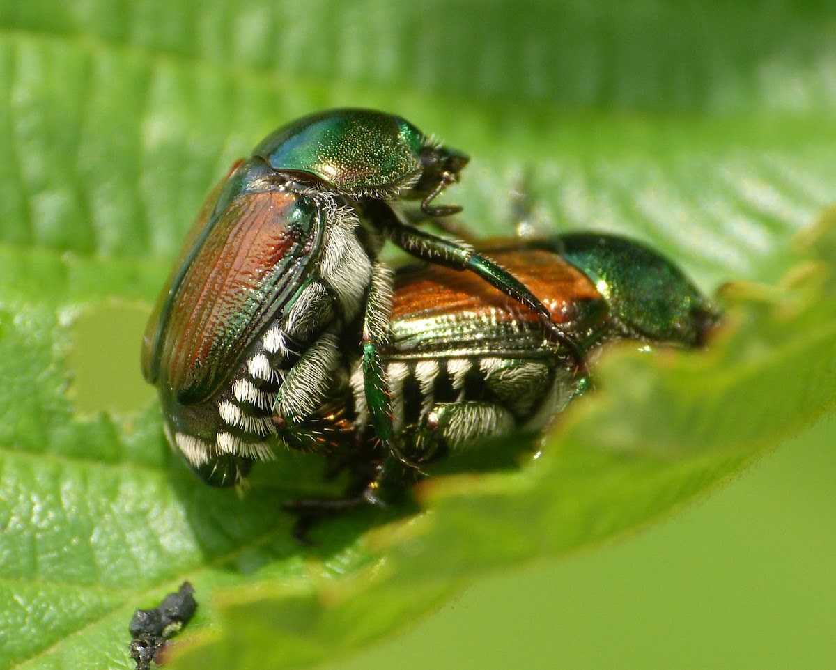 Japanese beetles (mating)