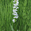 White Rein Orchid or Bog Orchid