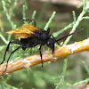 Tarantula hawk (male)