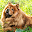 Chow Chow Wallpapers Download on Windows