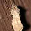 fluffy tan moth, last of season