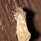 fluffy tan moth, last of season