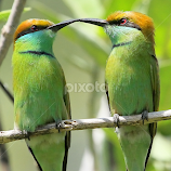 Green Bee-eaters by S Balaji -  