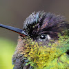 Fiery-throated Hummingbird (Colibrí, gorrión, colibrí garganta de fuego)