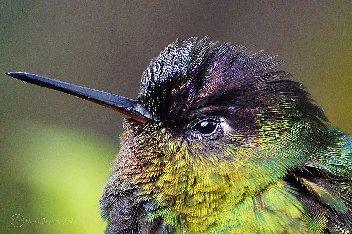 Fiery-throated Hummingbird (Colibrí, gorrión, colibrí garganta de fuego)